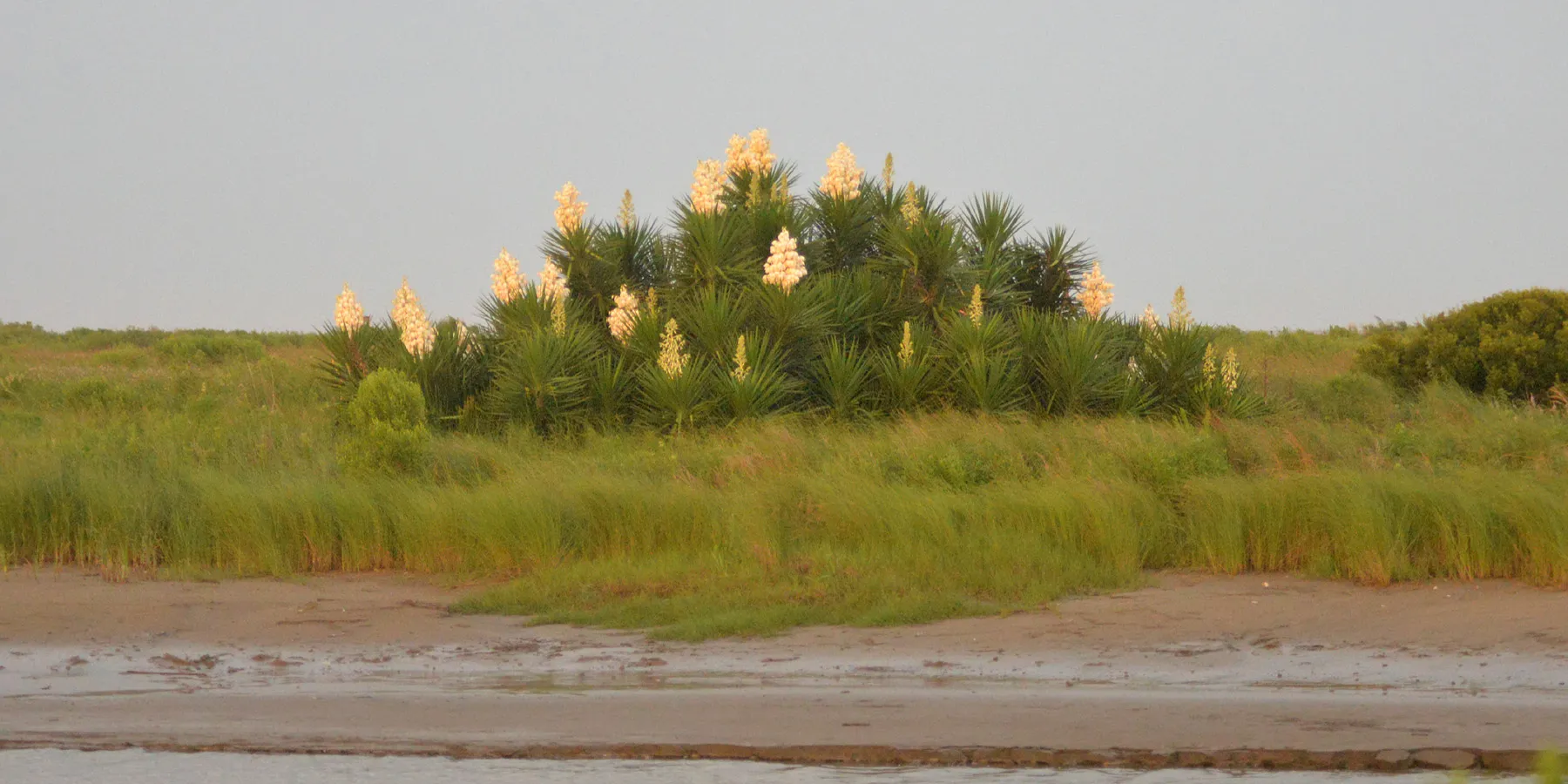 Sea Rim State Park