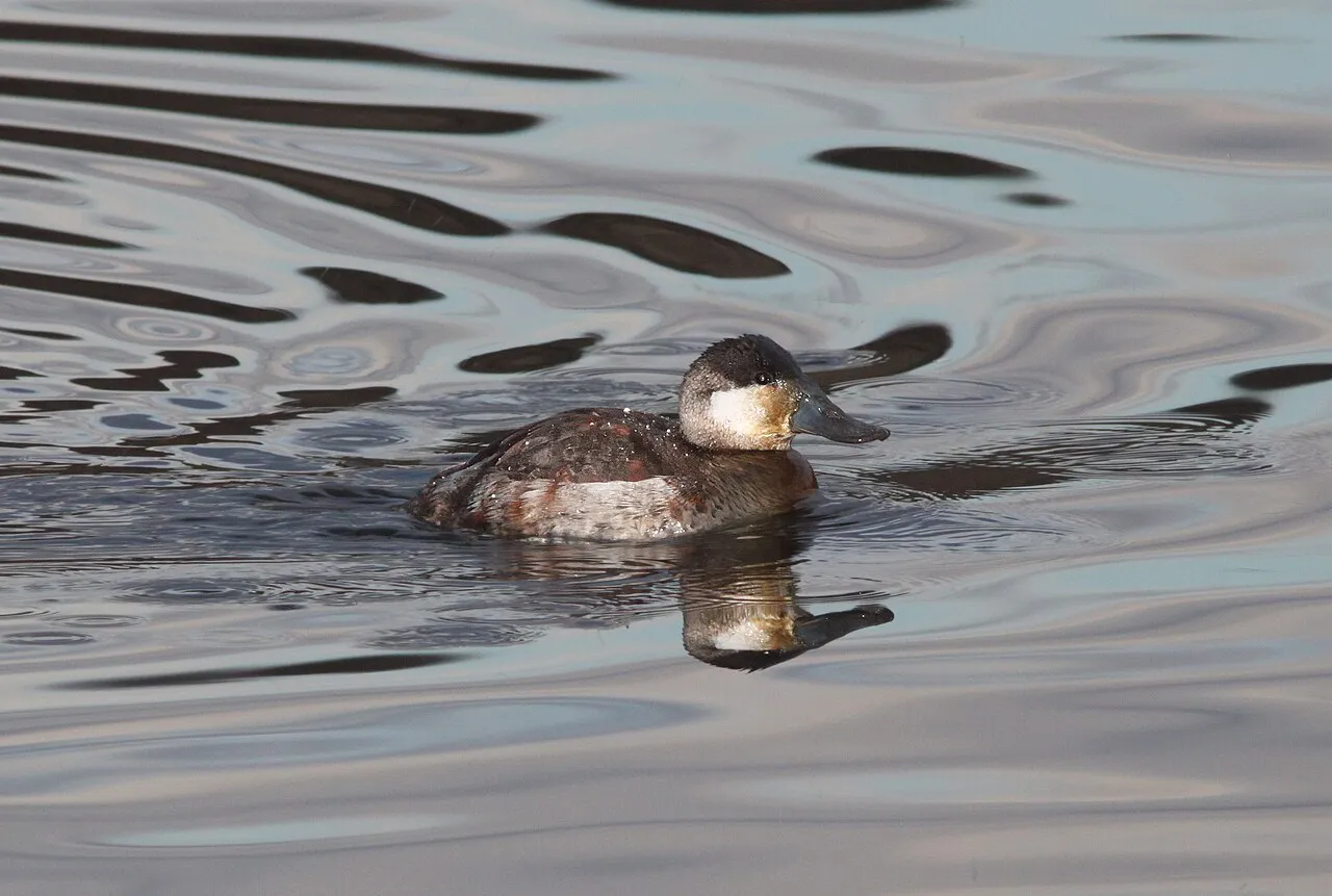 Ruddy Duck Campground