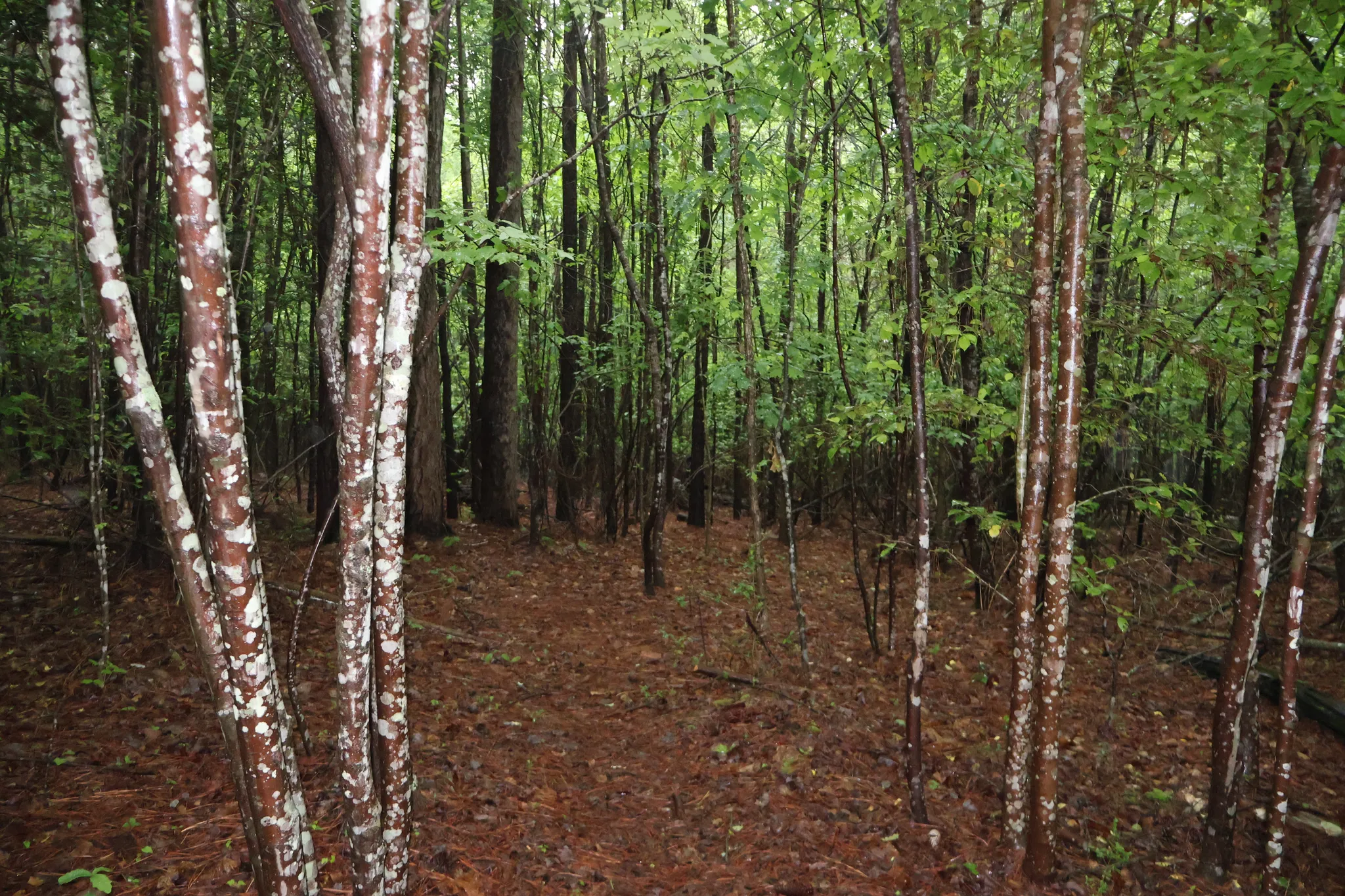 Raven Rock State Park