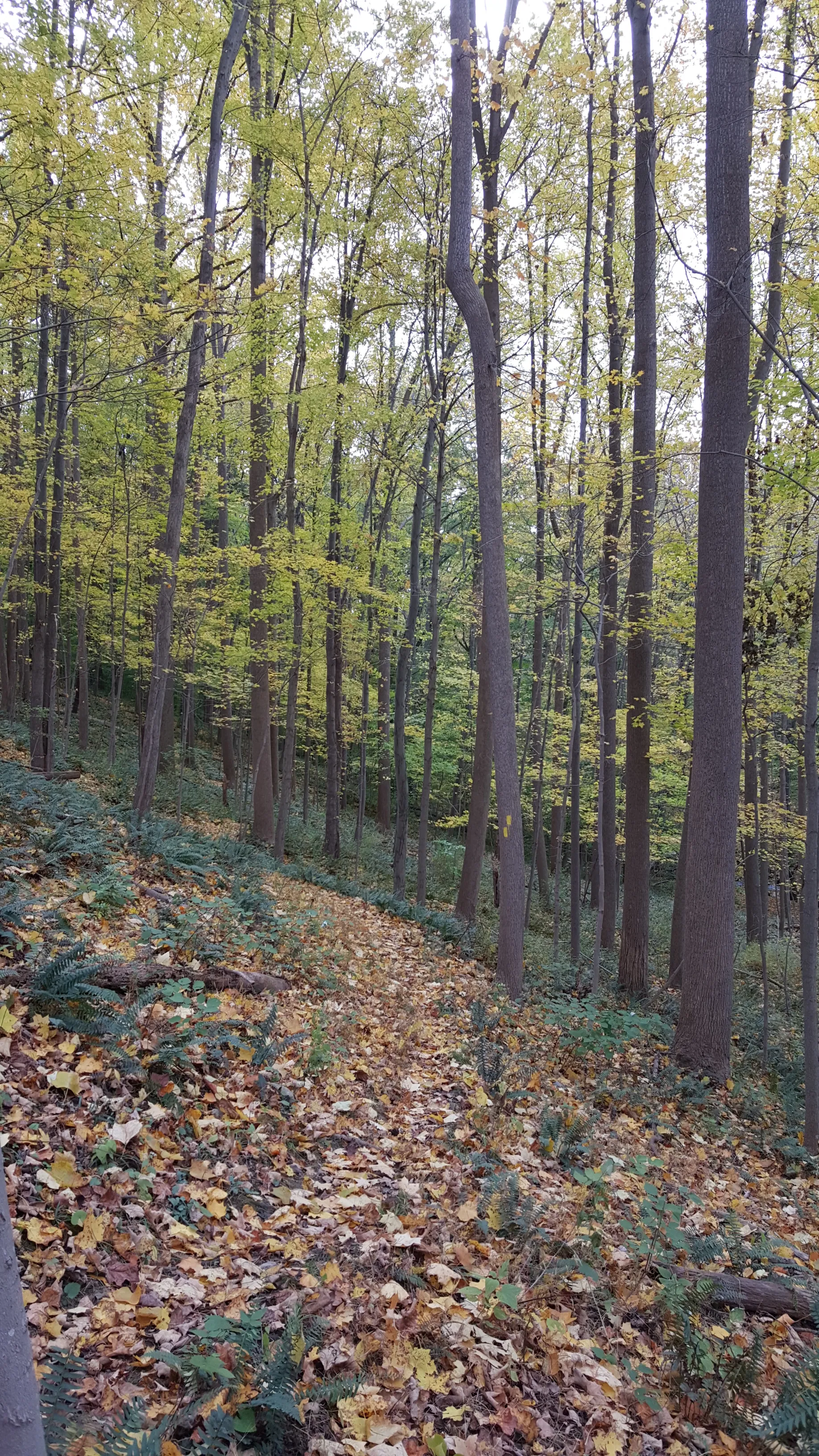 Swartswood Campground