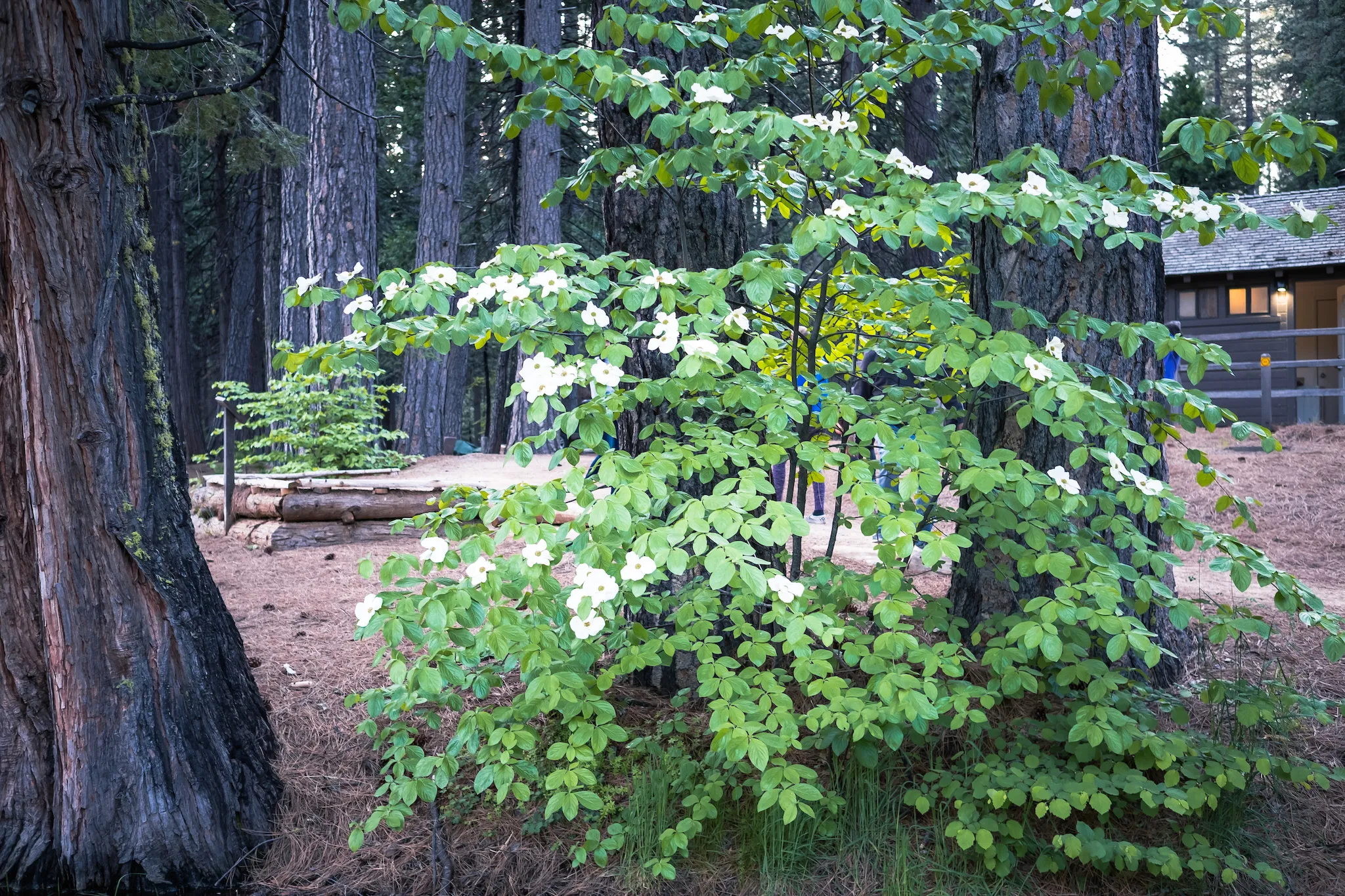 North Grove Campground