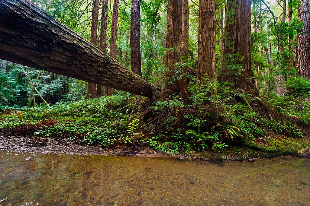 Butano Trail Campground