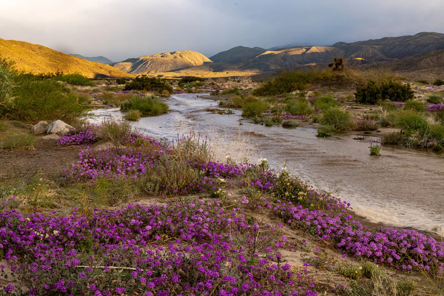 Borrego Palm Canyon Campground