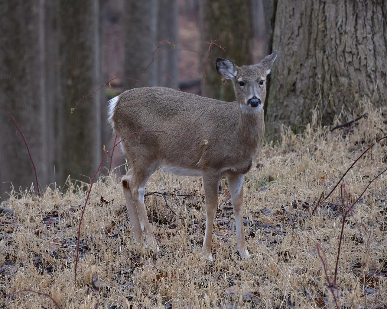 Patapsco Valley State Park