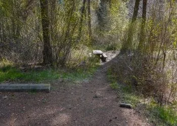 Black Bear Campground
