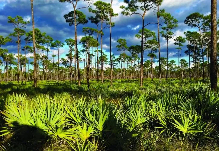 Jonathan Dickinson State Park Loop Rc