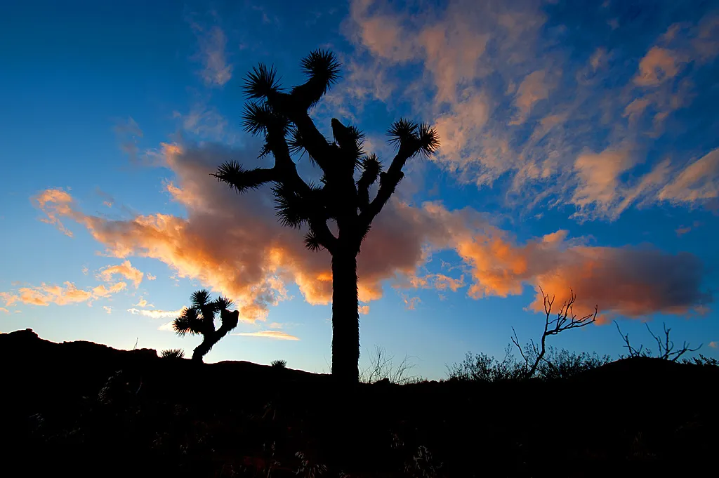Ricardo Campground