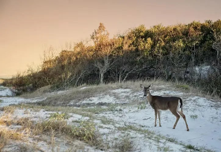 Fort Clinch State Park Campground