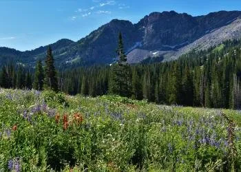 Lower Provo River Campground