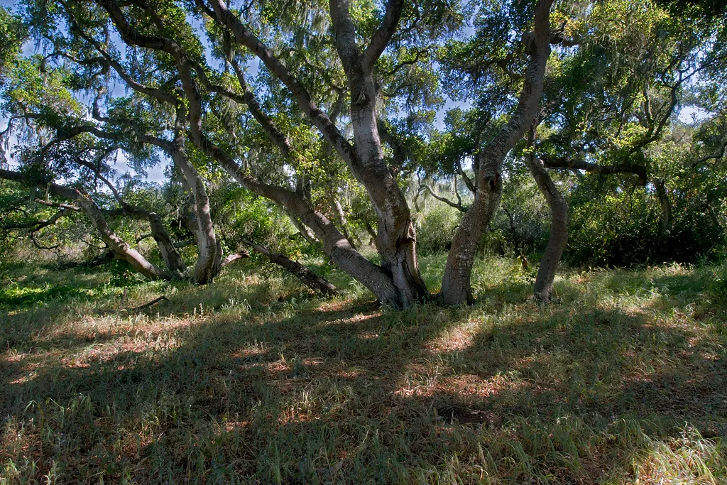 Bodega Dunes Campground