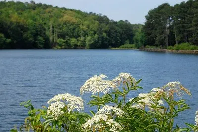 Panola Mountain State Park