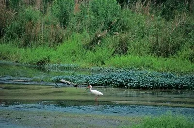 Magnolia Springs State Park