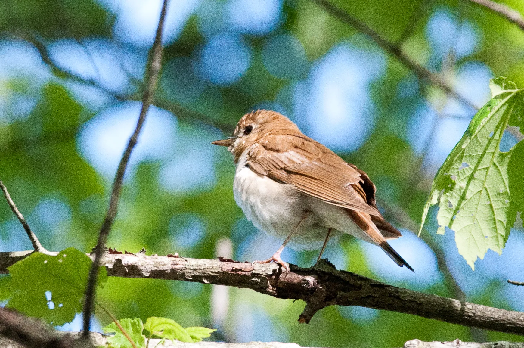 Wompatuck State Park