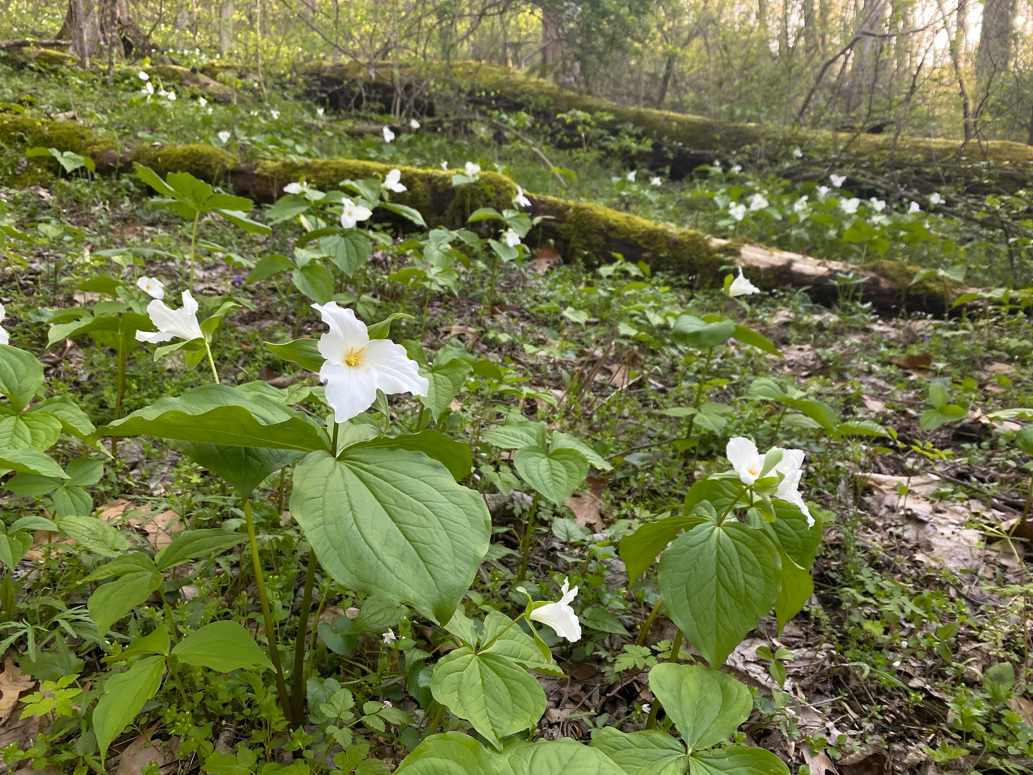 Keystone State Park
