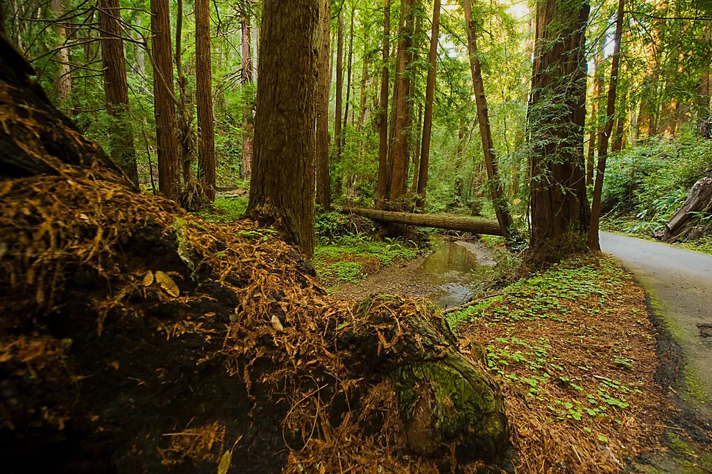 Butano Trail Campground