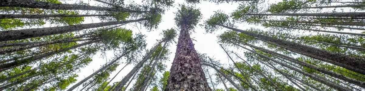 Lodgepole Campground