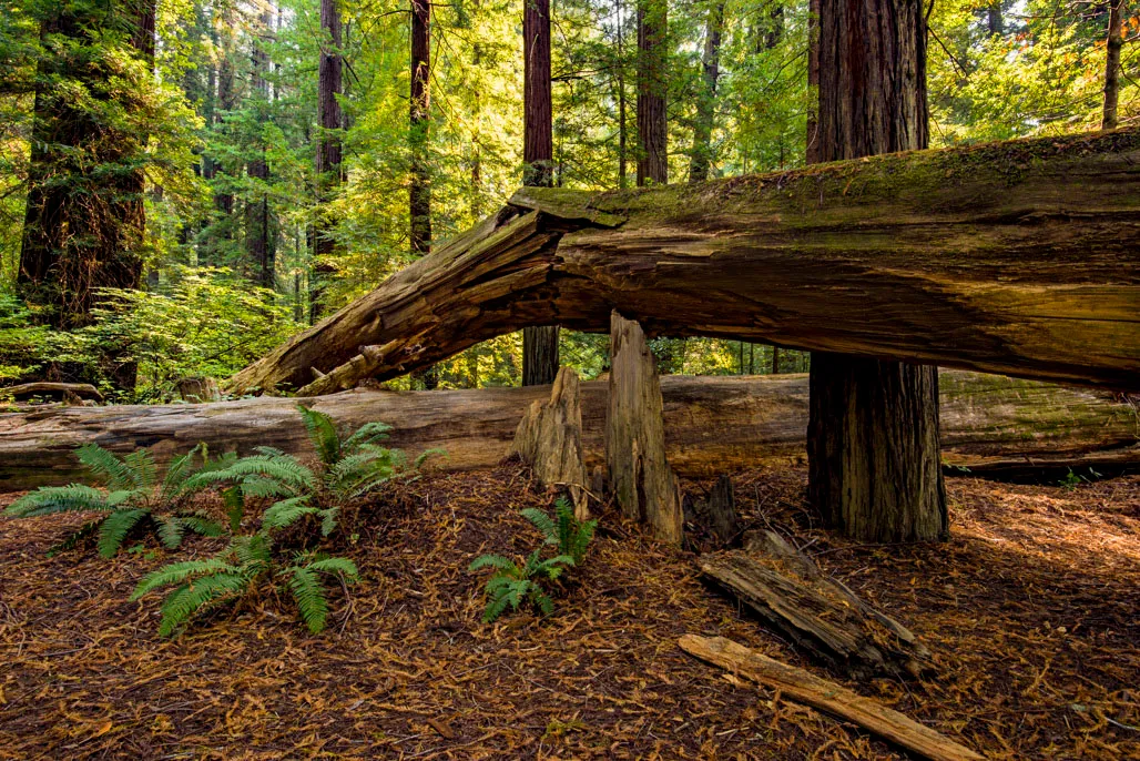Marin Group Campground