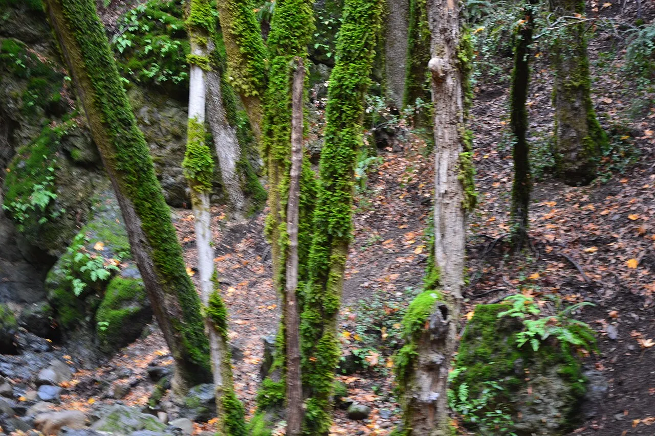 Uvas Canyon