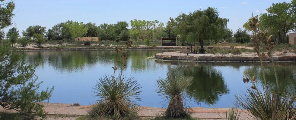 Oasis