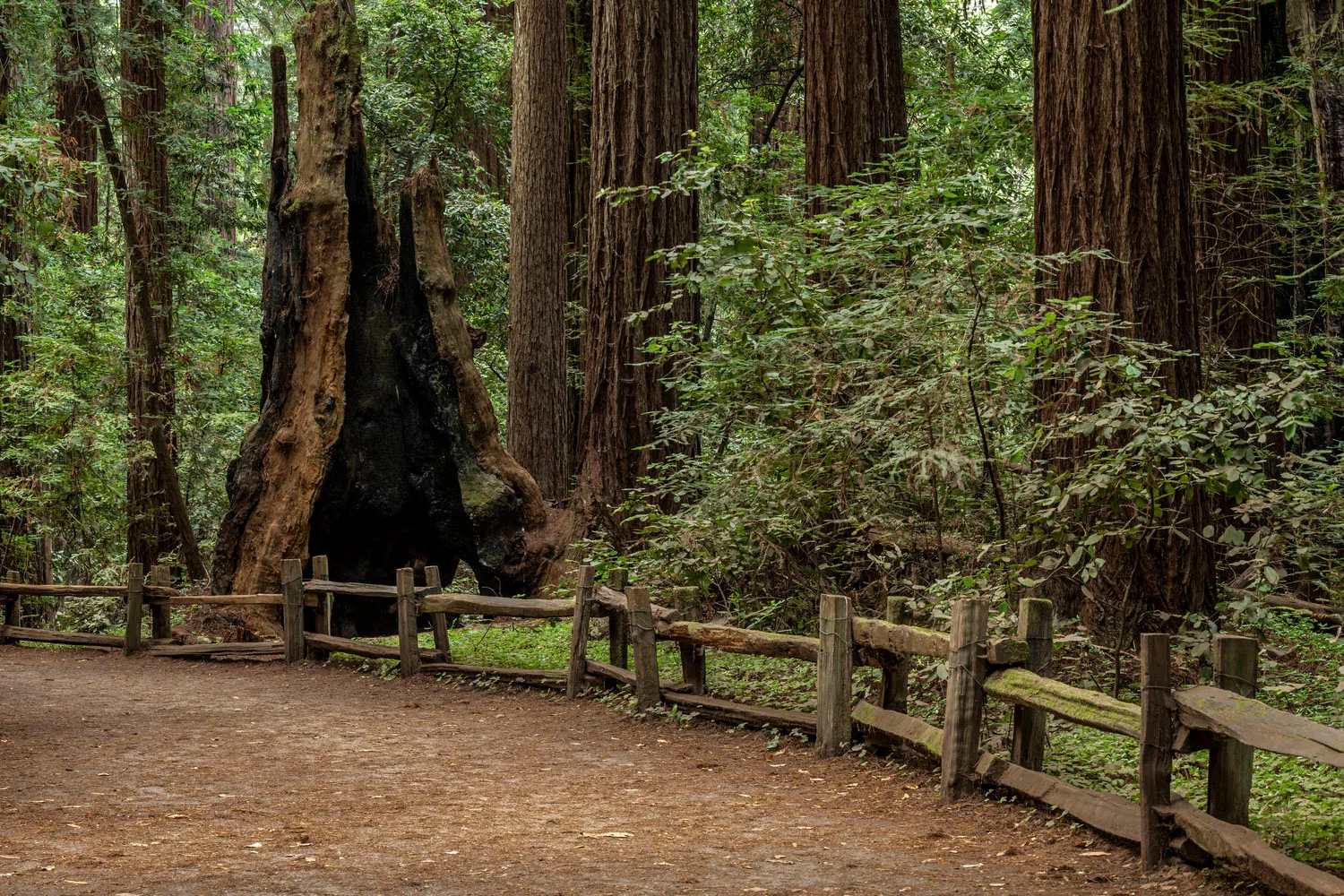 Henry Cowell Redwoods State Park Campground