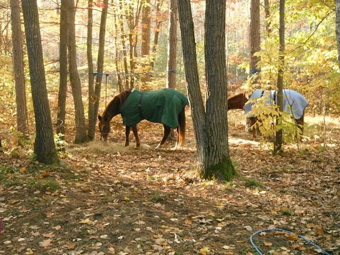 Black Lake Trail Camp