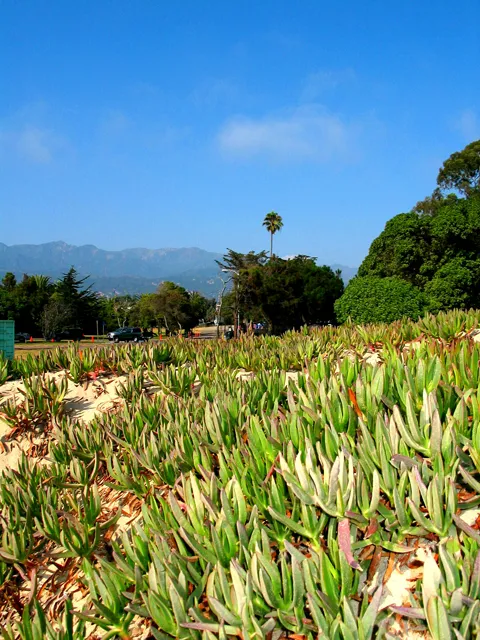 Carpinteria State Beach Campground