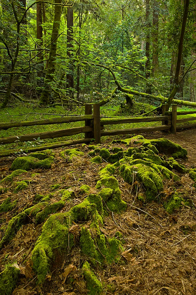 Henry Cowell Redwoods State Park Campground