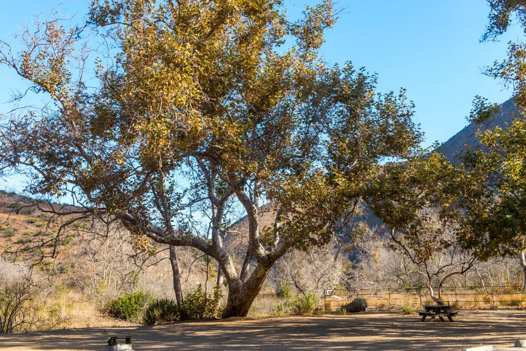 Sycamore Campground