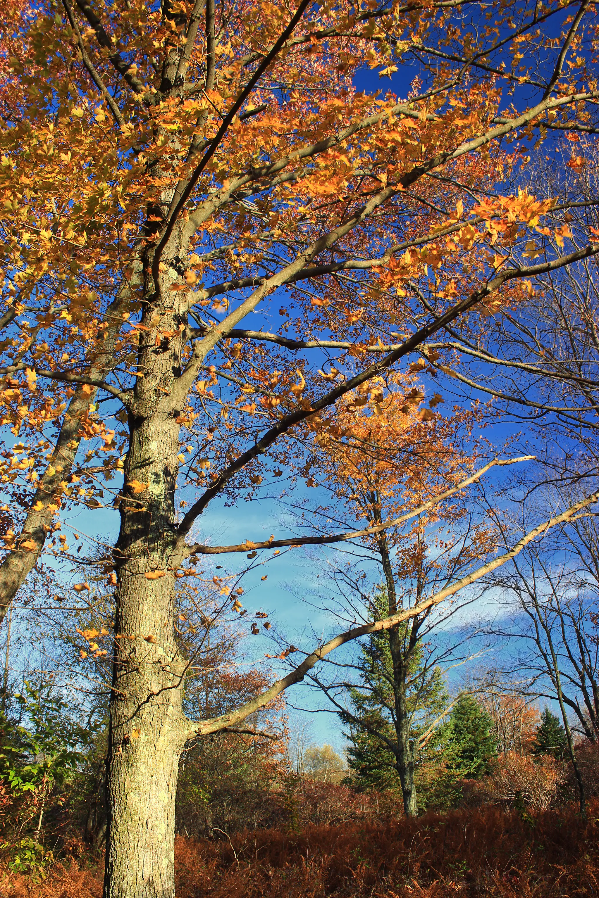 Gouldsboro State Park