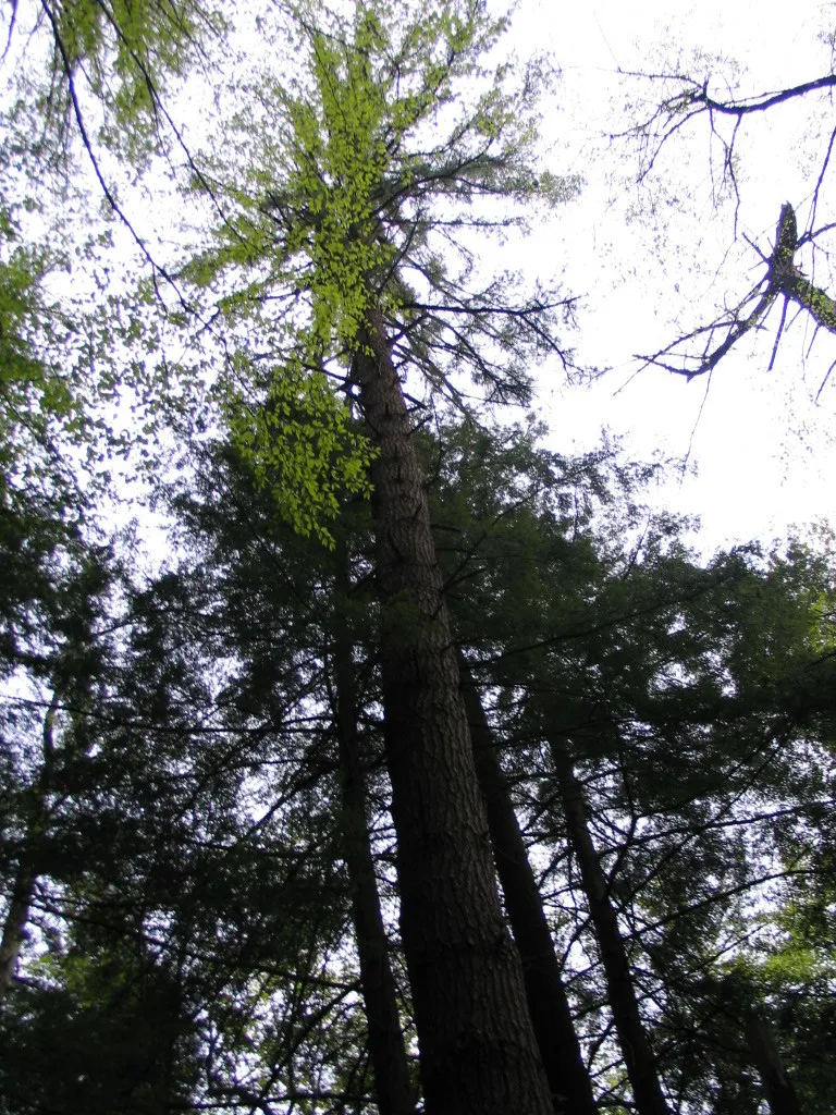 Cook Forest State Park