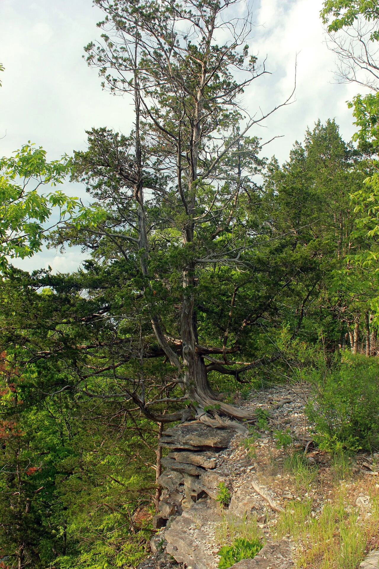 Campground (Sites 69-100)