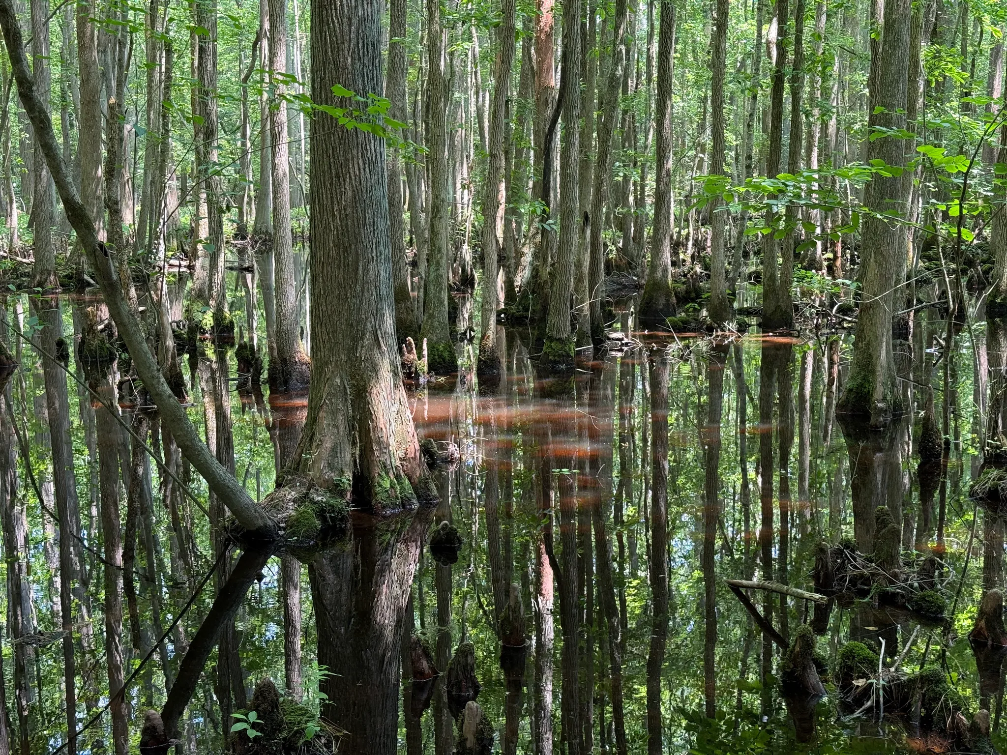 Trap Pond State Park