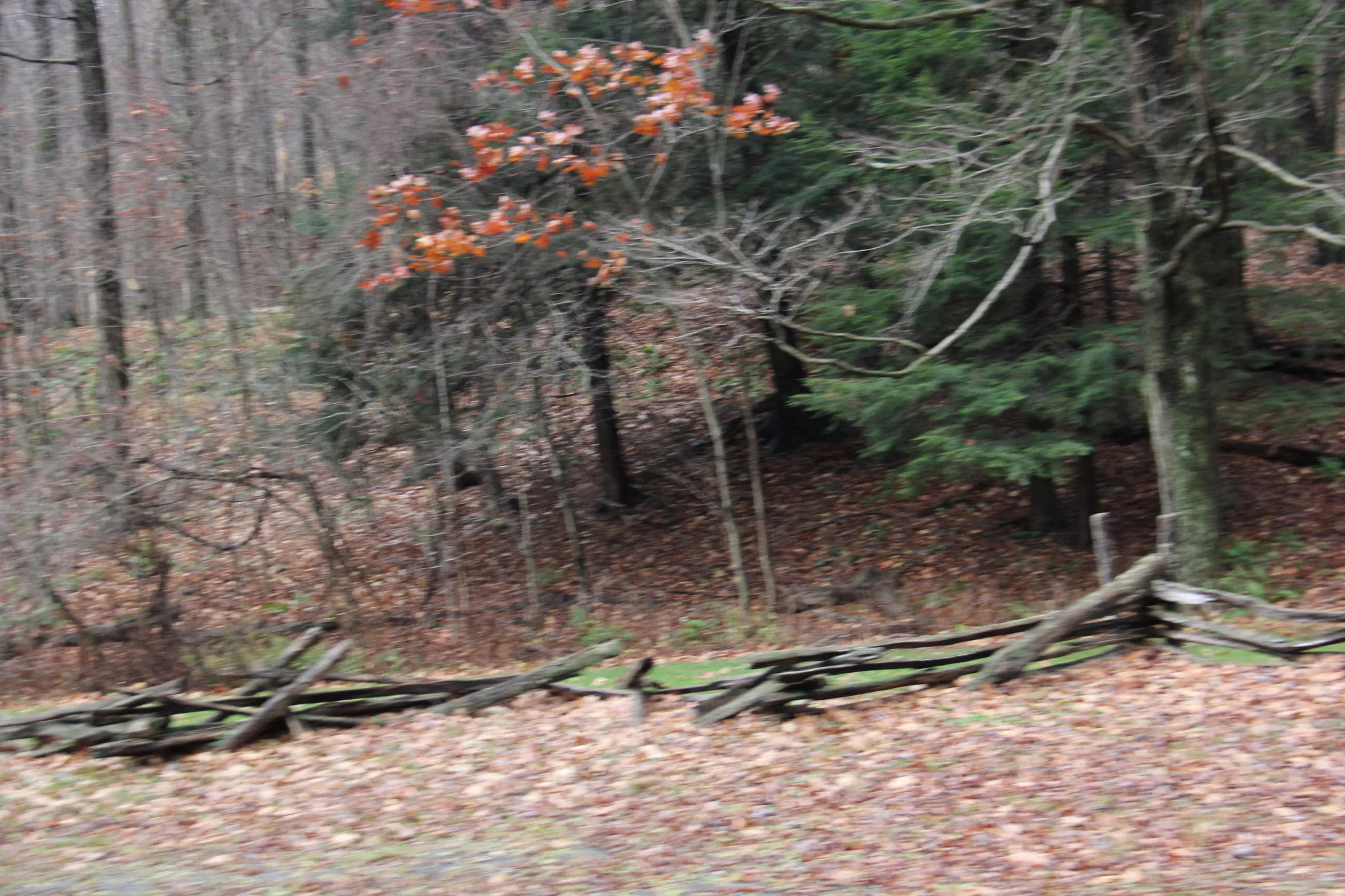 Laurel Hill State Park