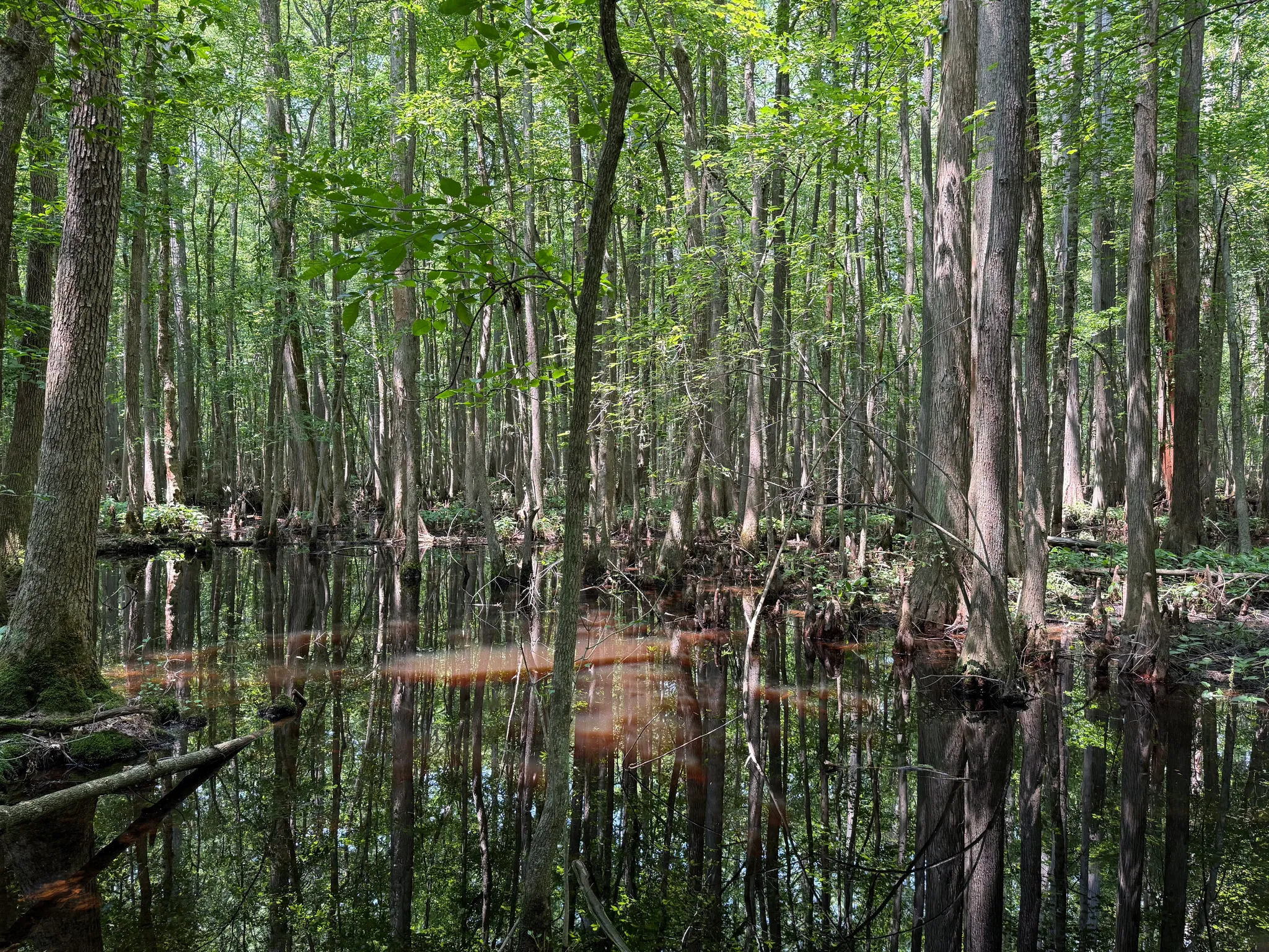 Trap Pond State Park