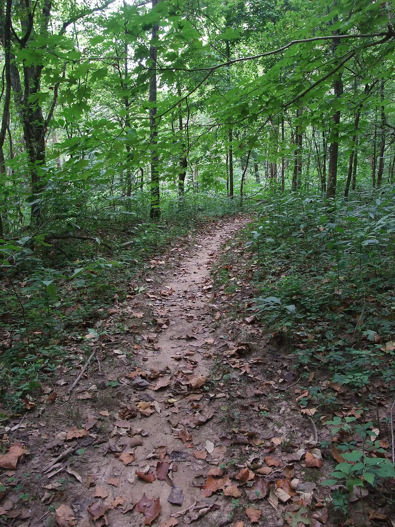 Campground (Sites 64-110)