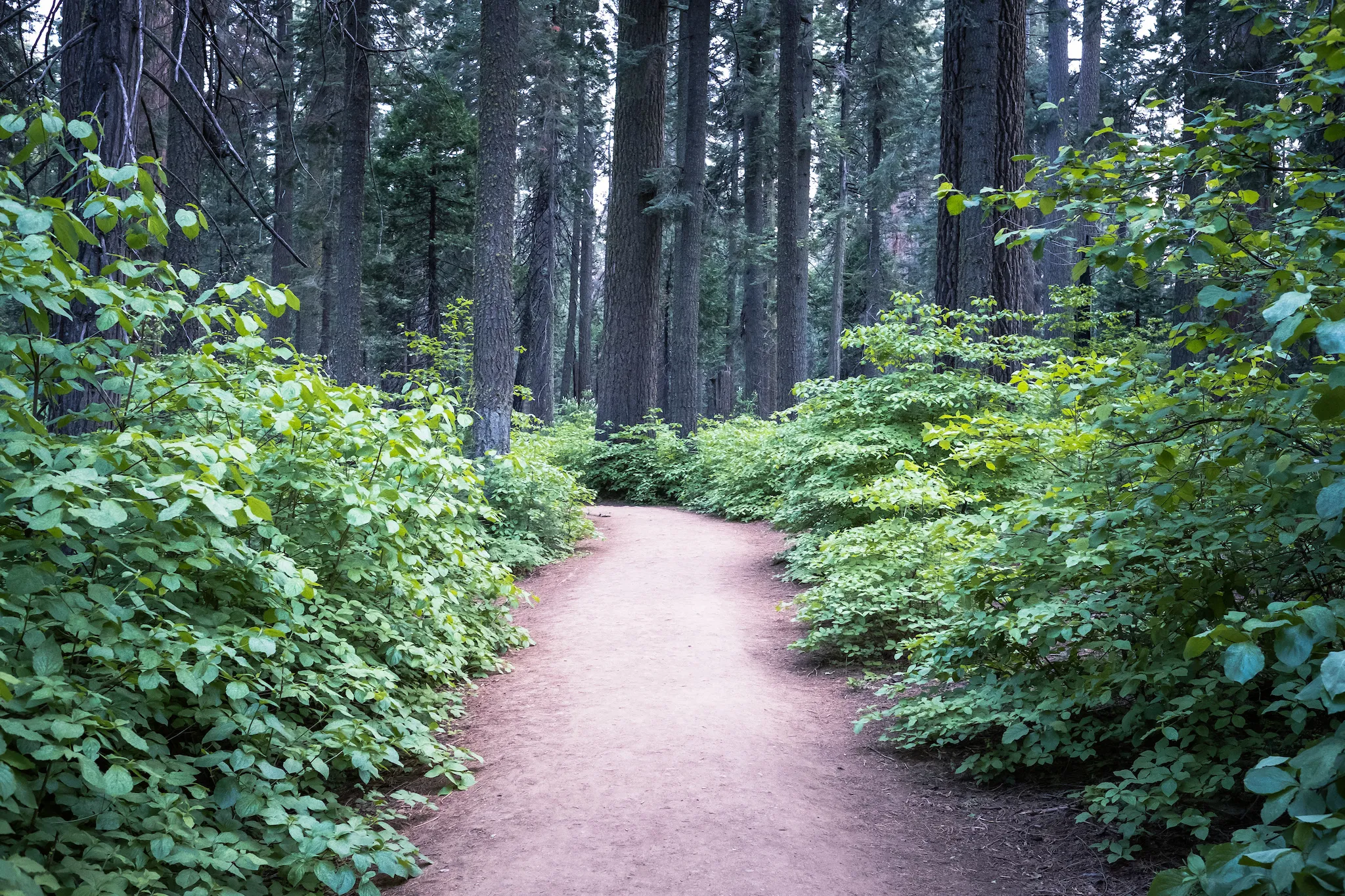 North Grove Campground