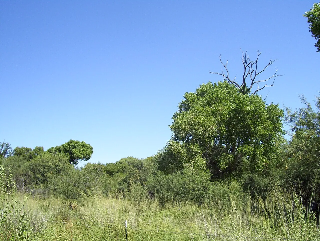 Cottonwood Campground
