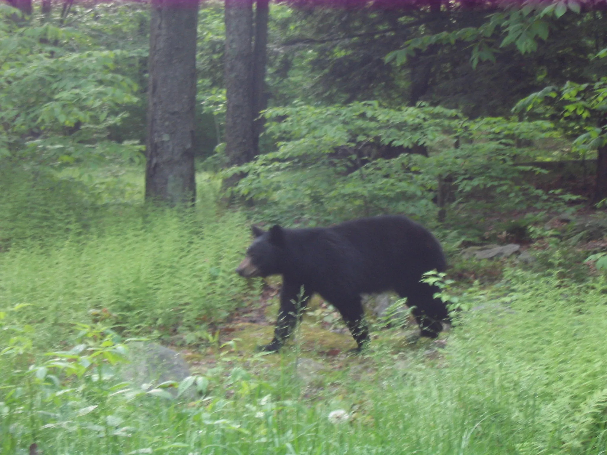 Ricketts Glen State Park