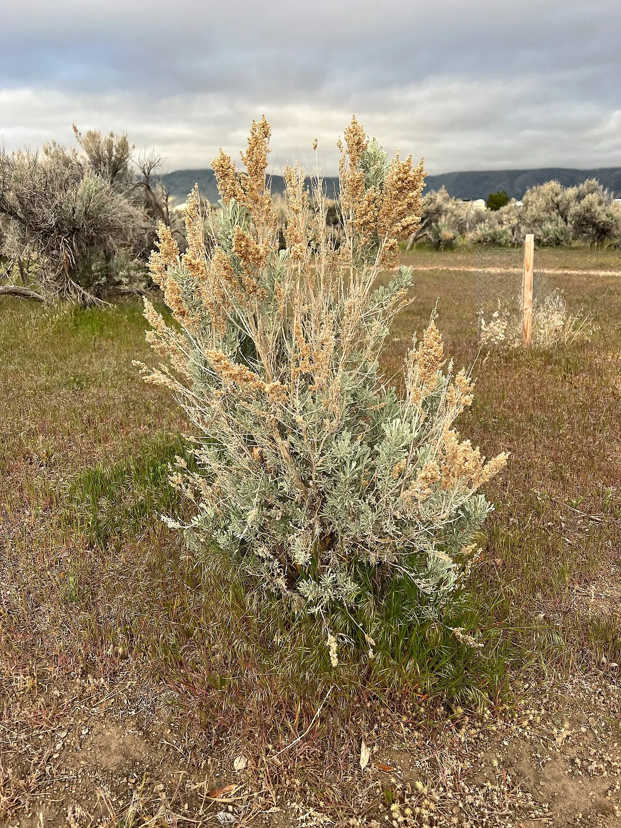 Washoe Lake Campground