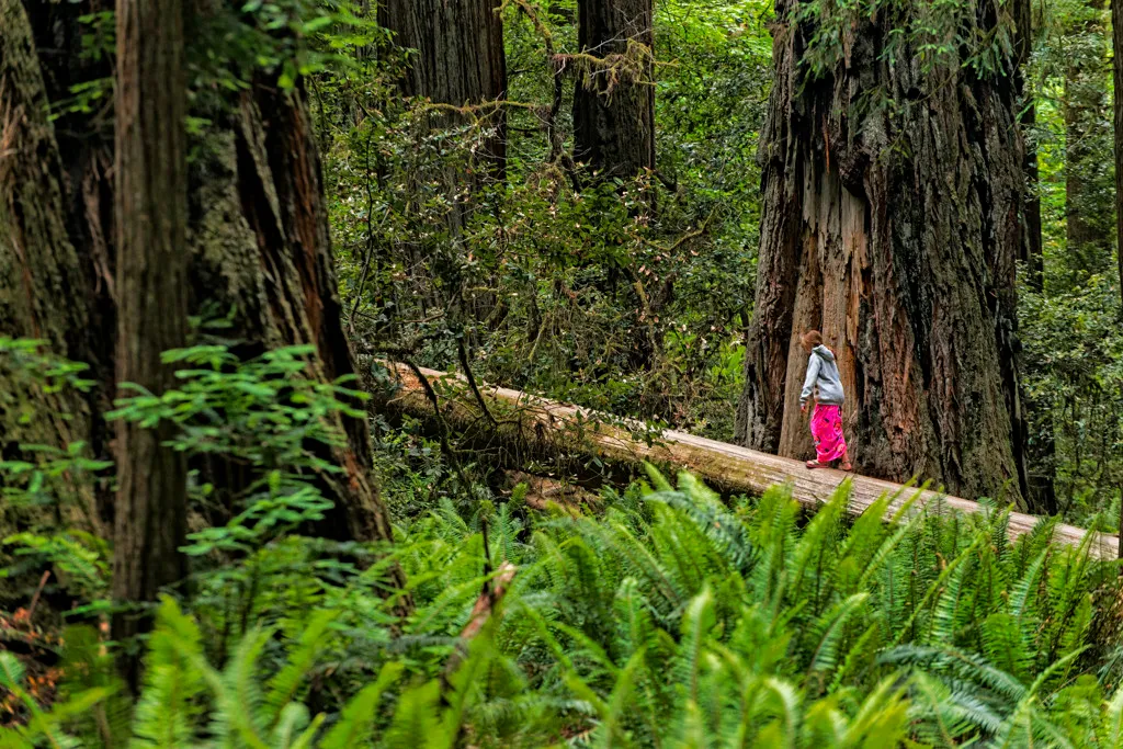 Jedediah Smith Redwoods Campground
