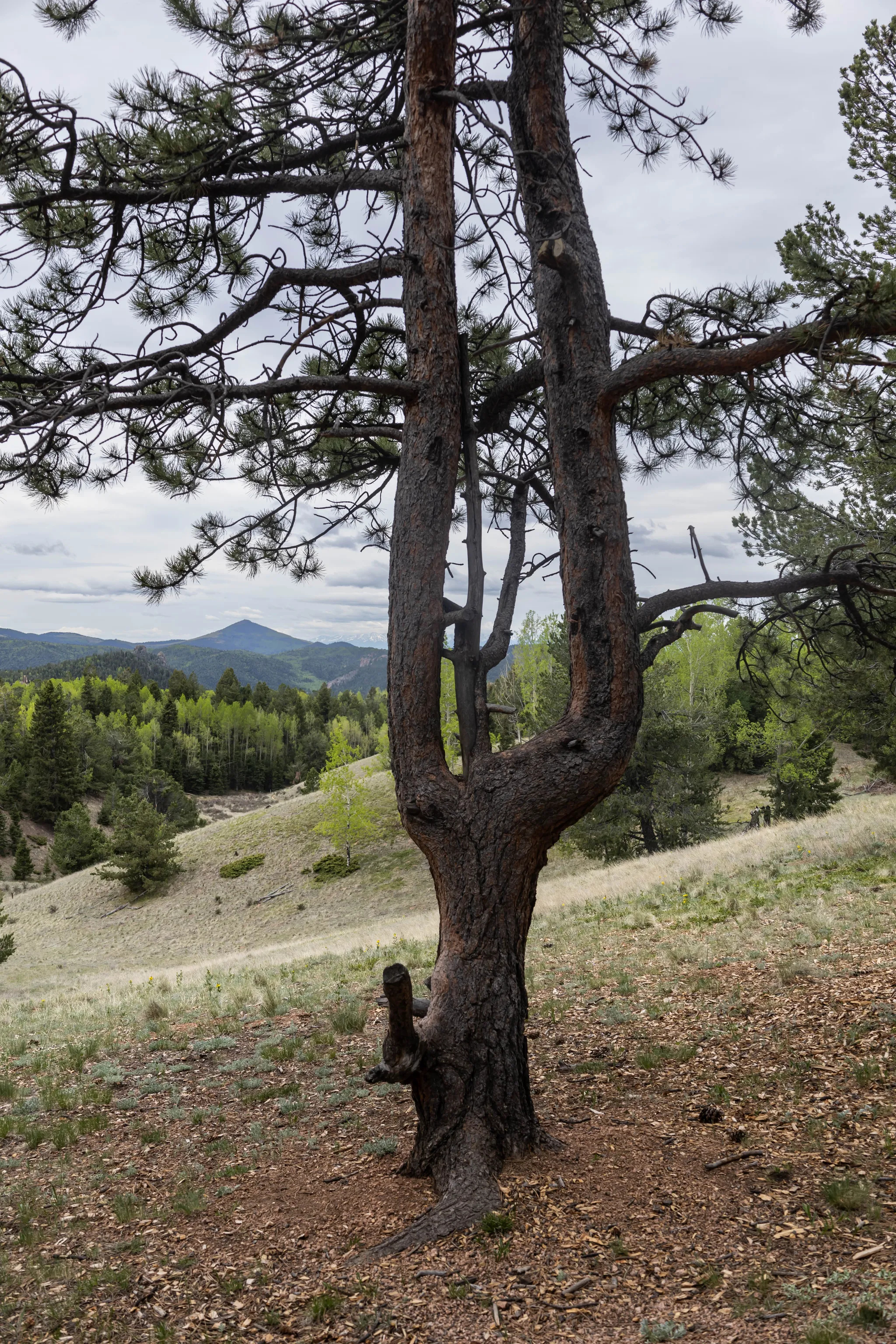 Mueller State Park