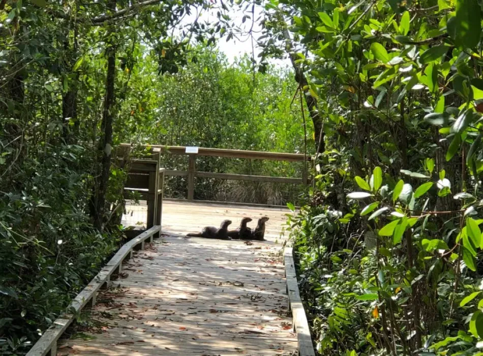 Collier-Seminole State Park Campground