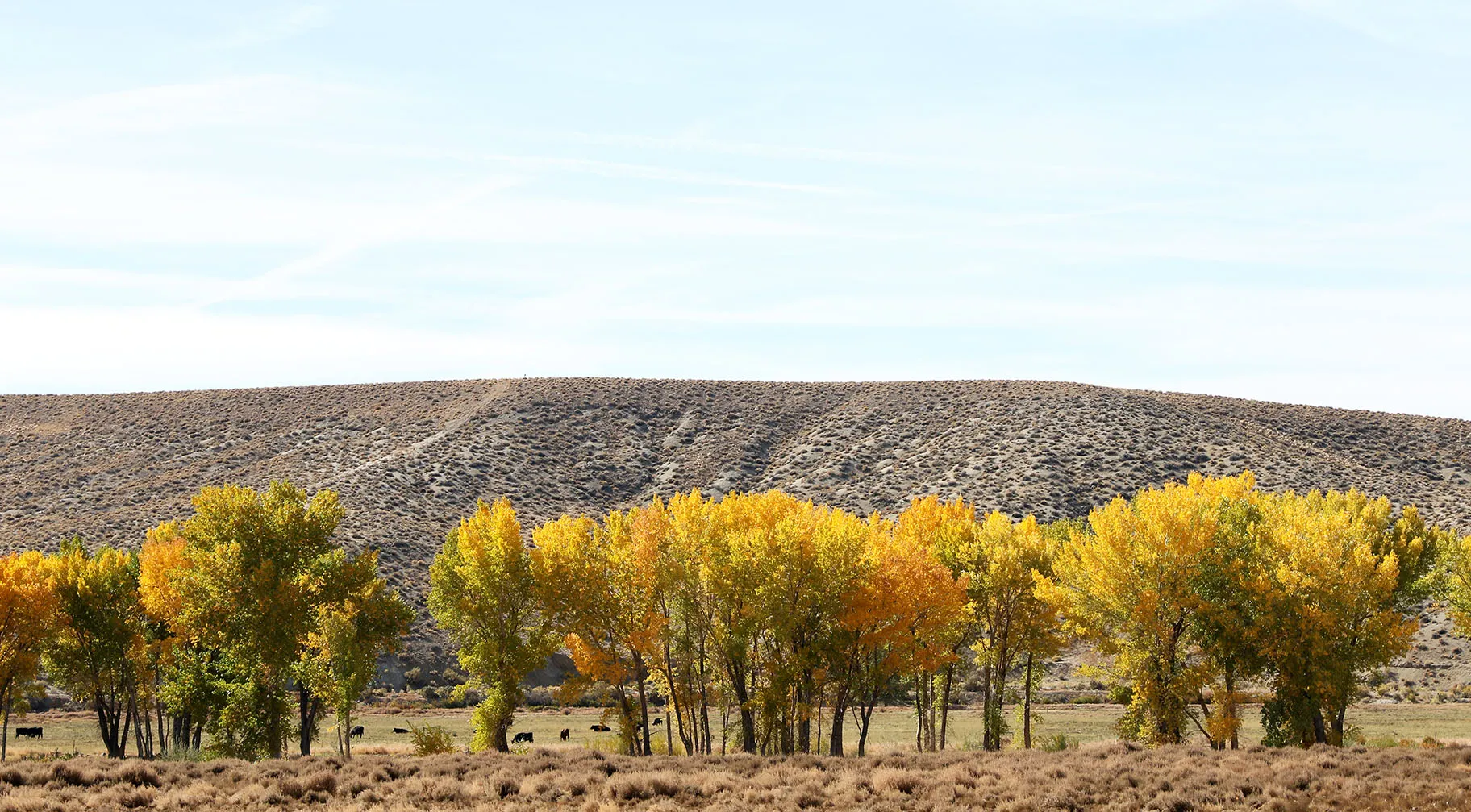 Walker River Campground