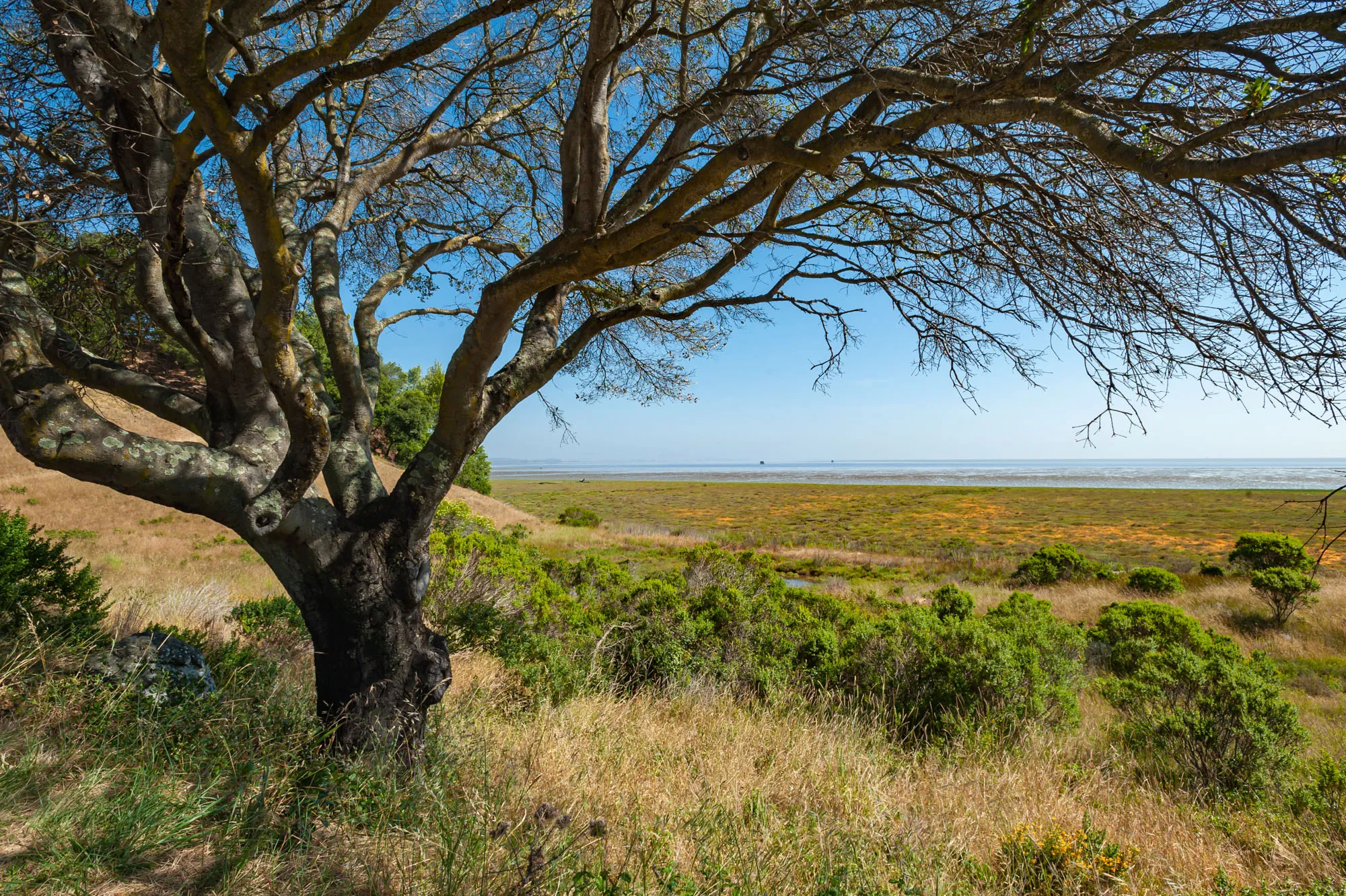 China Camp State Park Campground