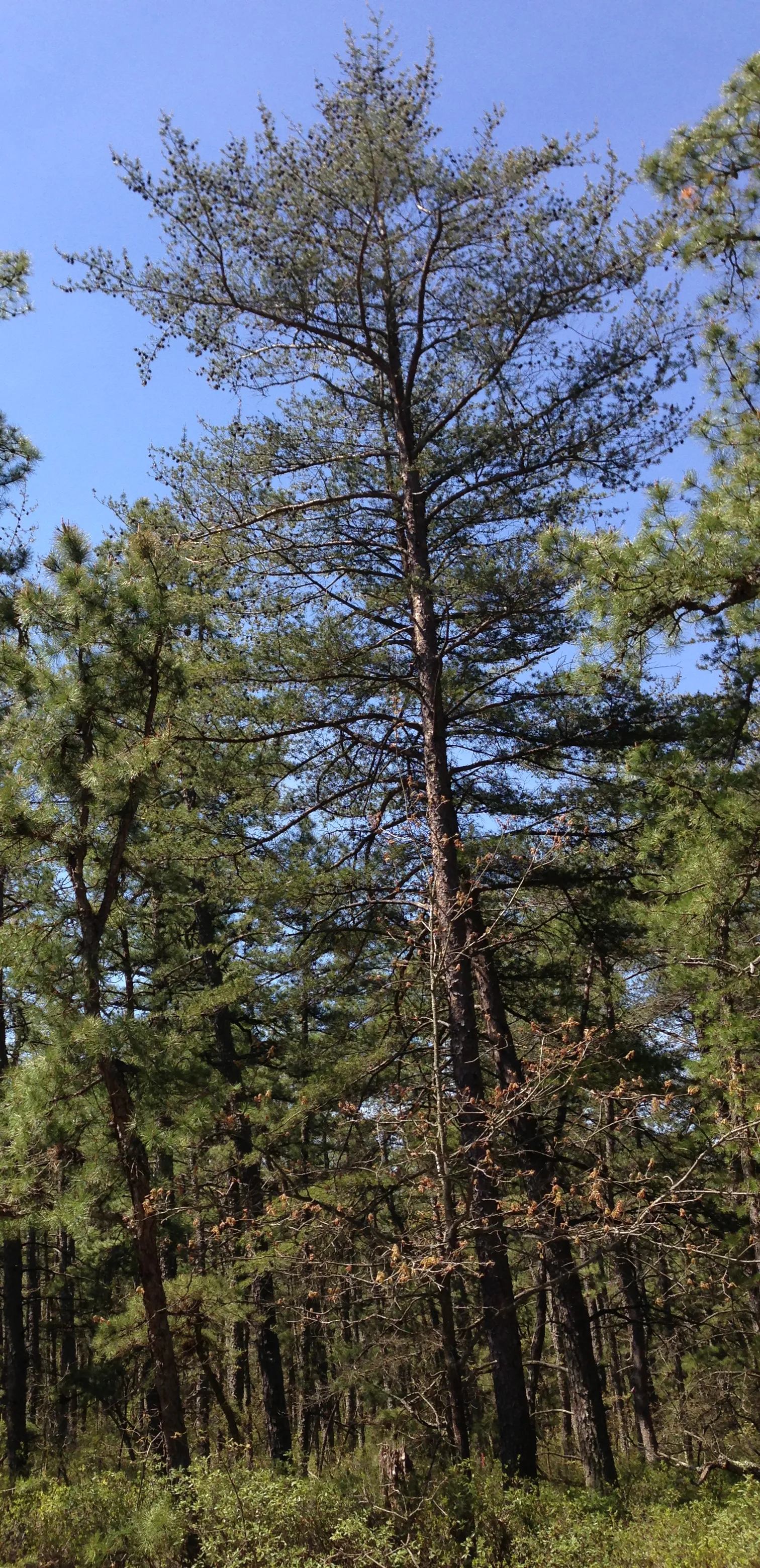 Brendan T. Byrne Campground
