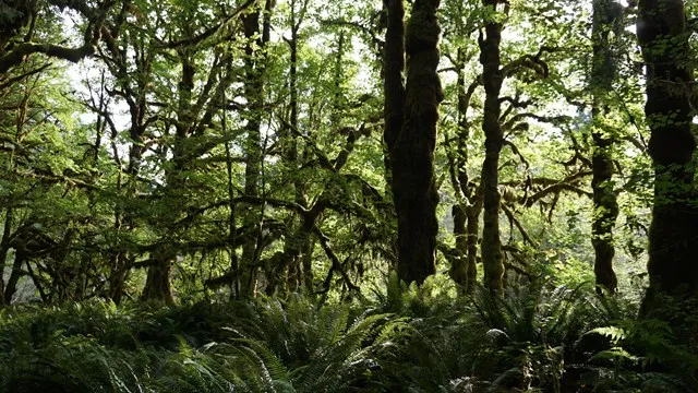 Hoh Rainforest Campground