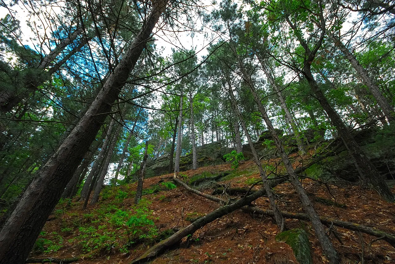 Black River State Forest
