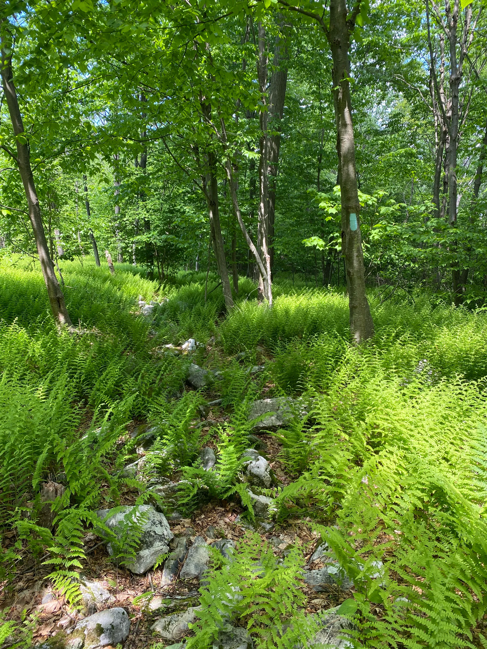 Fowlers Hollow State Park