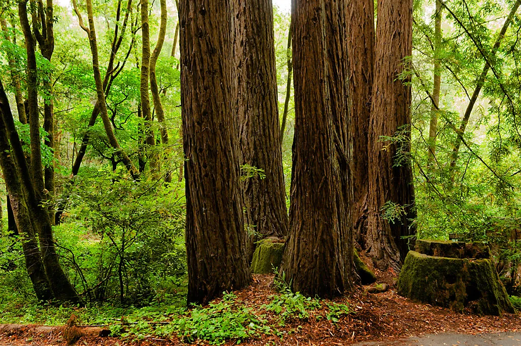Samuel P. Taylor State Park Campground