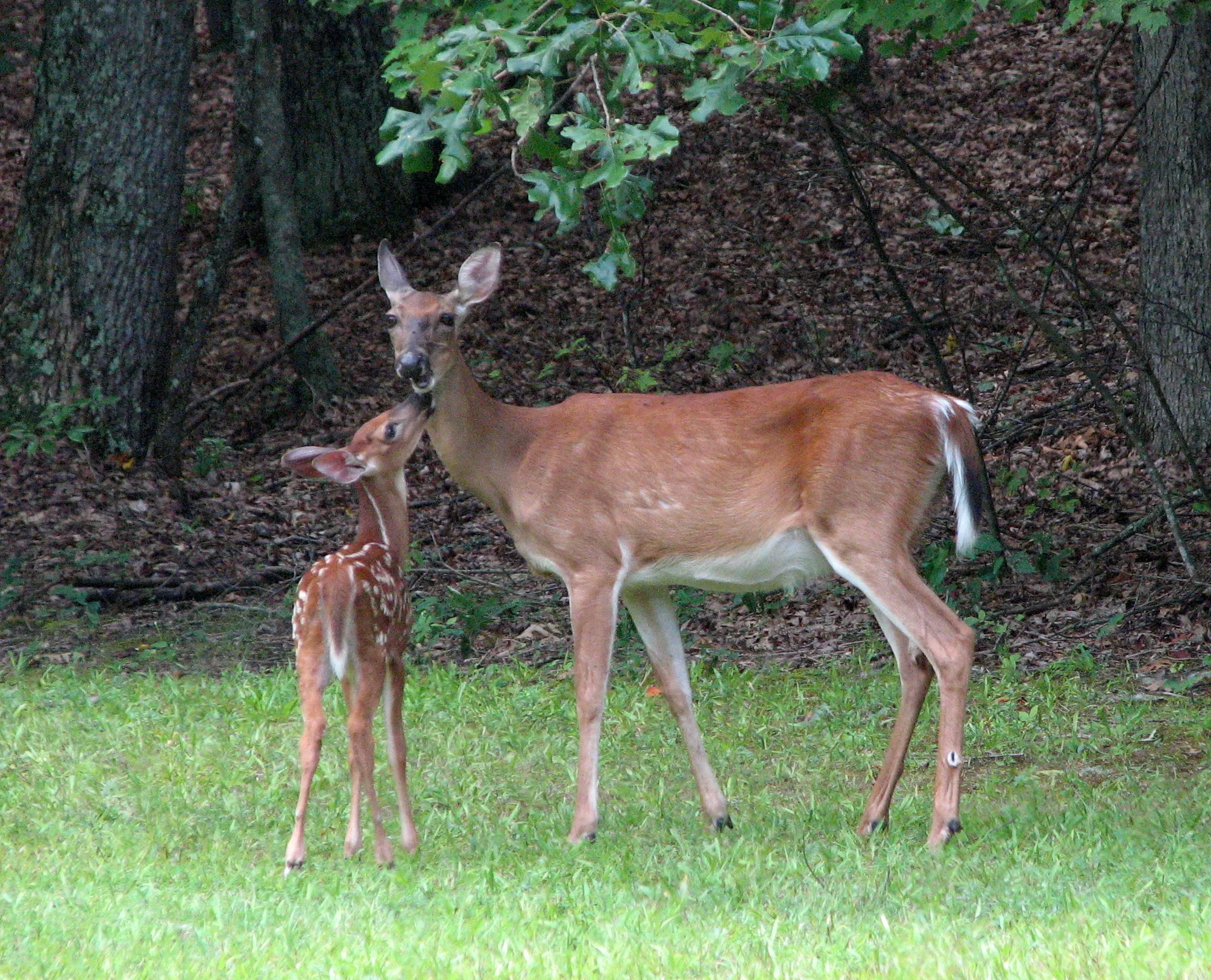 Hanging Rock State Park